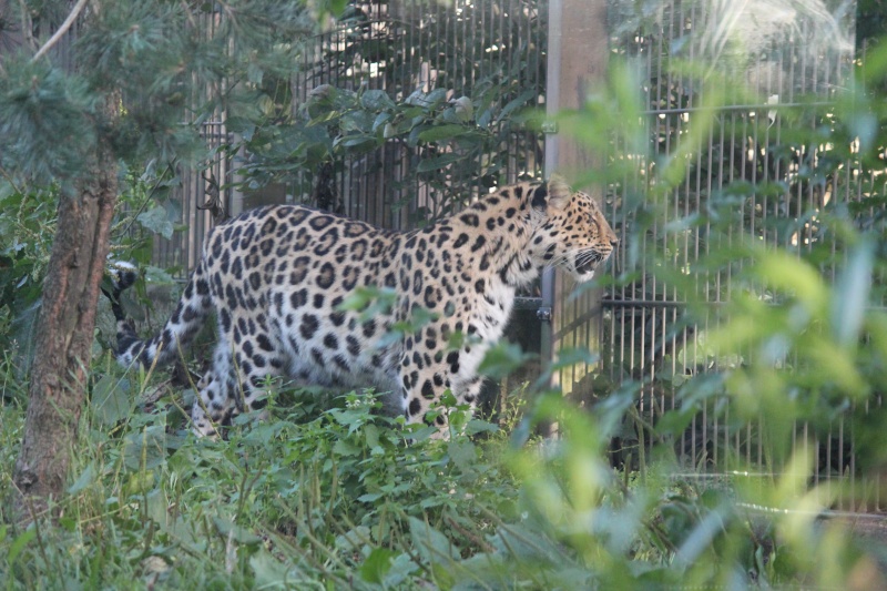 Amur Leopard - Page 11 Img_1710