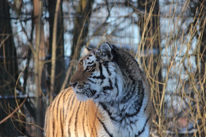 Amur Tiger - Page 2 Img_3913