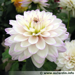 ABC des fleurs Dahlia10