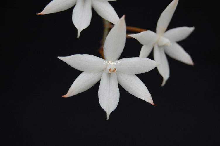 Aerangis biloba Aerang11