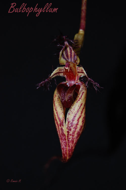 Bulbophyllum putidum Bulbo_10