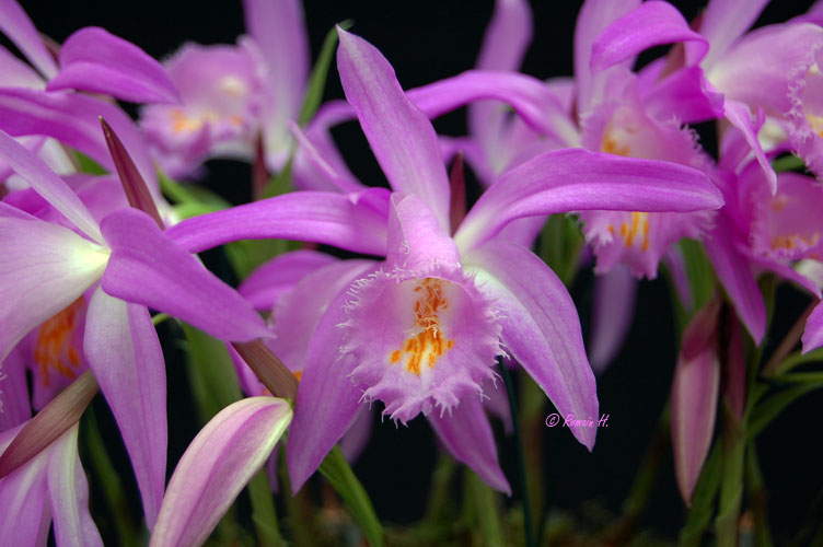 Pleione Ueli Wackernagel Pleion13