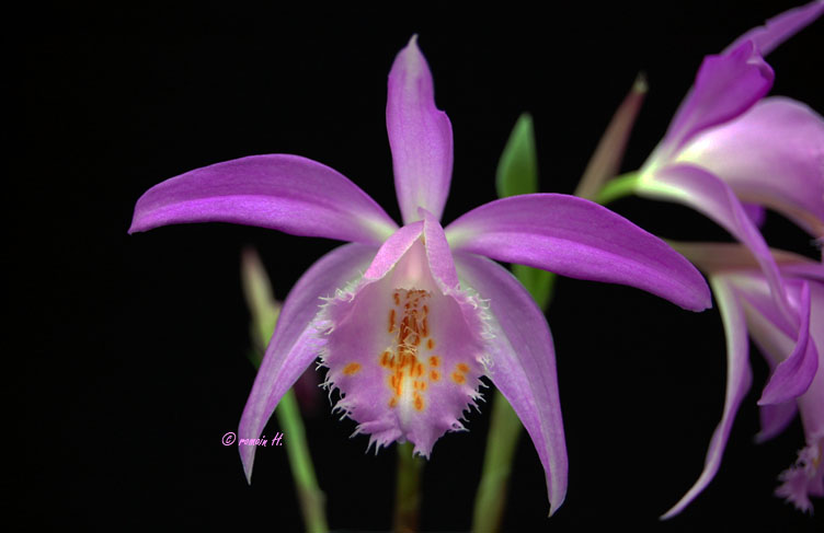 Pleione Ueli Wackernagel Pleion14