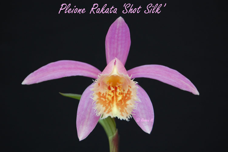 Pleione Rakata 'Shot silk' Pleion21