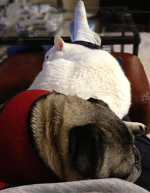 Anyone with experience with pug and CAT?? My_lap12