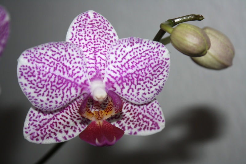 Orchideen 2011 - 2015 Teil 1 - Seite 30 Img_9610
