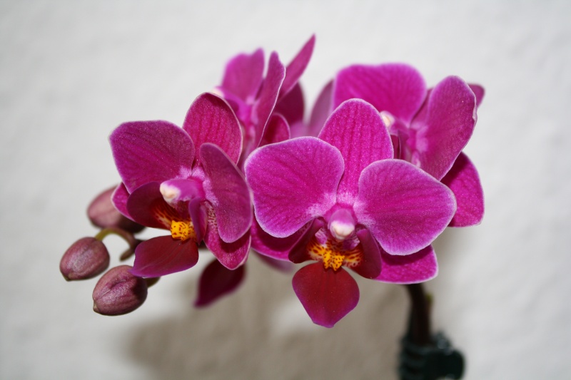 Orchideen 2011 - 2015 Teil 1 - Seite 30 Img_c210