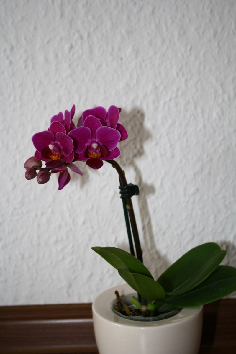 Orchideen 2011 - 2015 Teil 1 - Seite 30 Img_c211