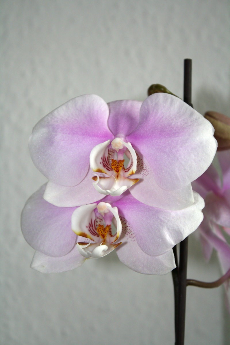 Orchideen 2011 - 2015 Teil 1 - Seite 30 Img_c212
