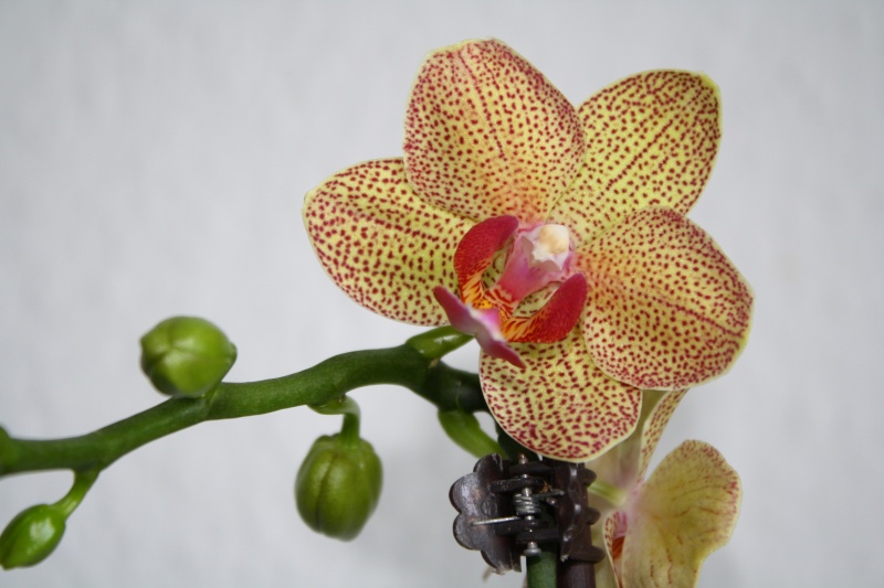 Orchideen 2011 - 2015 Teil 1 - Seite 30 Img_c311