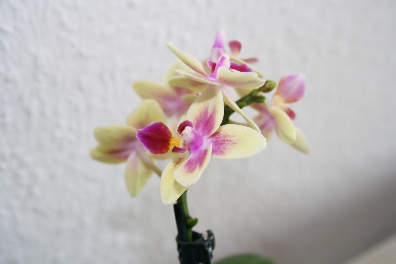 Orchideen 2011 - 2015 Teil 1 - Seite 30 Img_c511