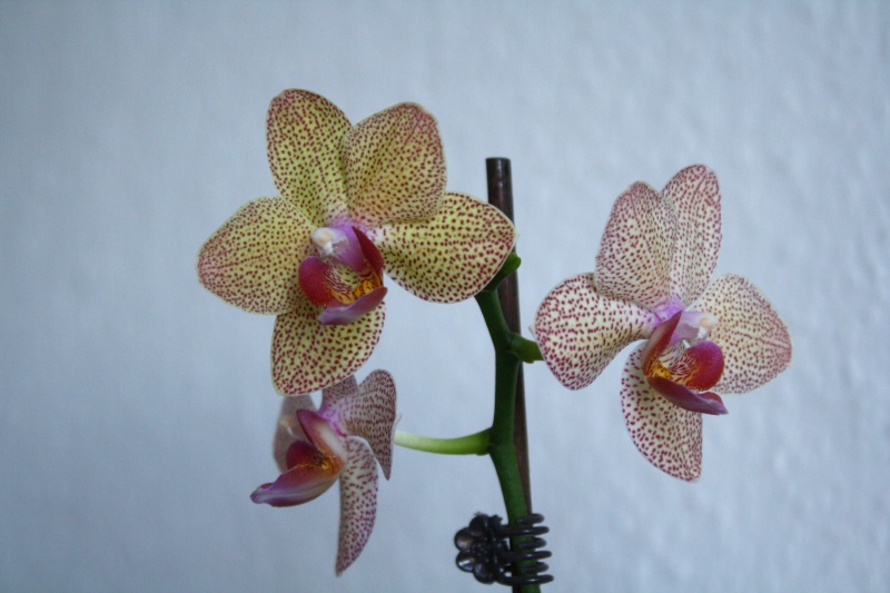 Orchideen 2011 - 2015 Teil 1 - Seite 30 Img_d511