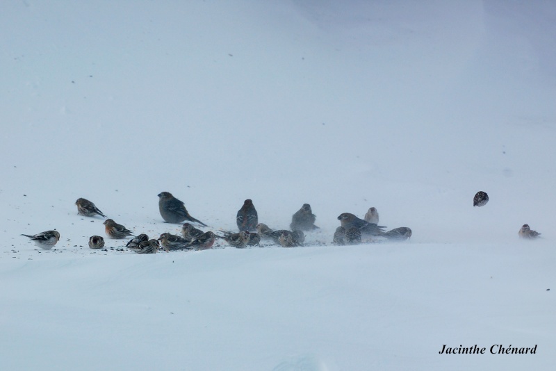 Petits givrés dans la tempête Oiseau15