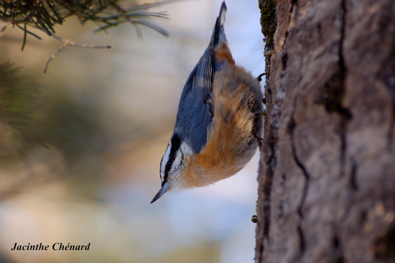 Sitelle à poitrine rousse aujourd'hui Oiseau32