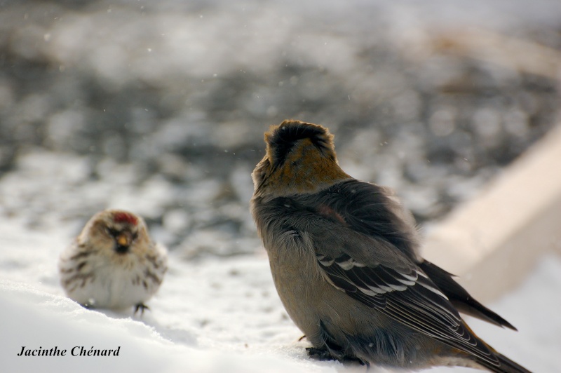 Sizerins contre Durbec Oiseau47