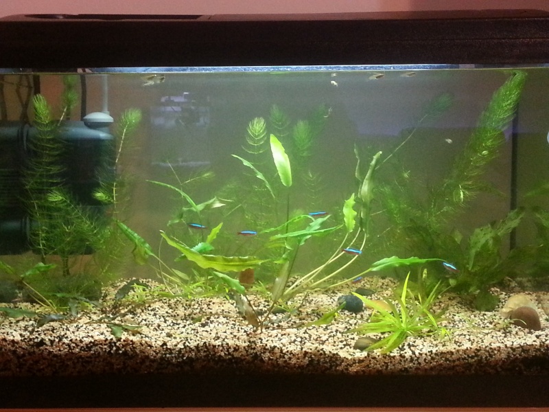 Mon aquarium de 60L 20130112