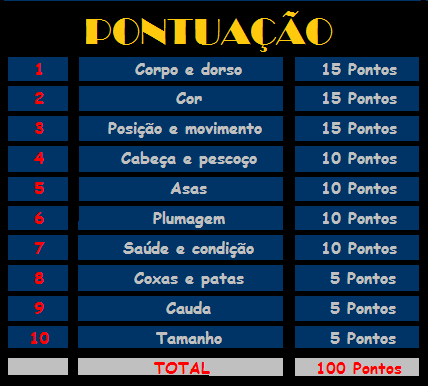Canário Border Pontua10