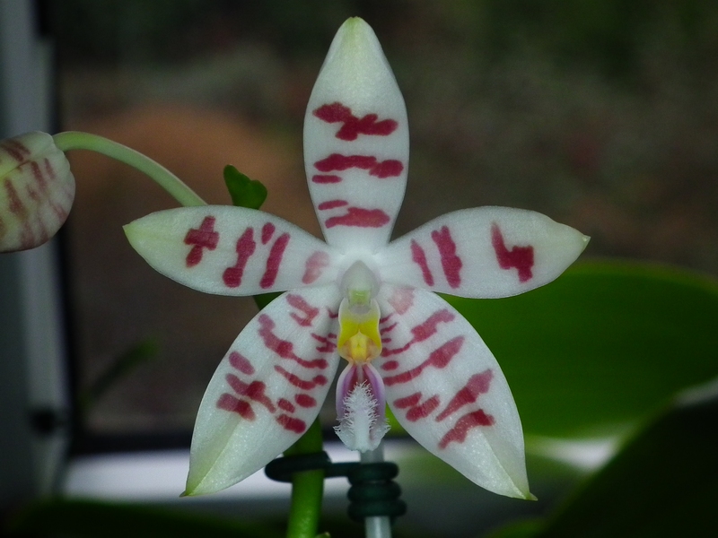 Phalaenopsis Tetrasambo white Phal_t11