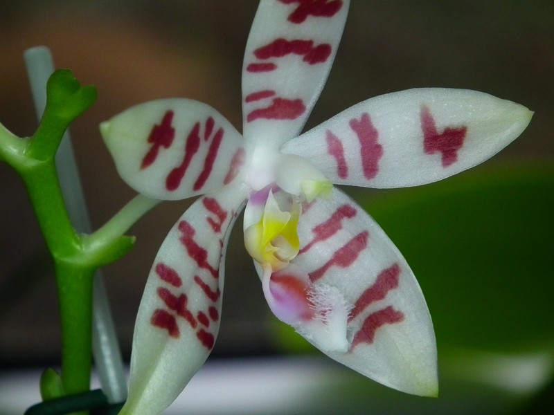 Phalaenopsis Tetrasambo white Phal_t12