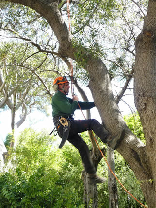 A Big Ole cork oak 00210