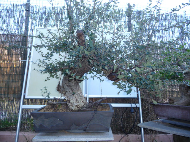 A Big Ole cork oak Alcorn10