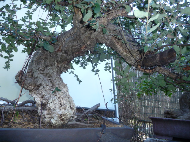 A Big Ole cork oak Alcorn11