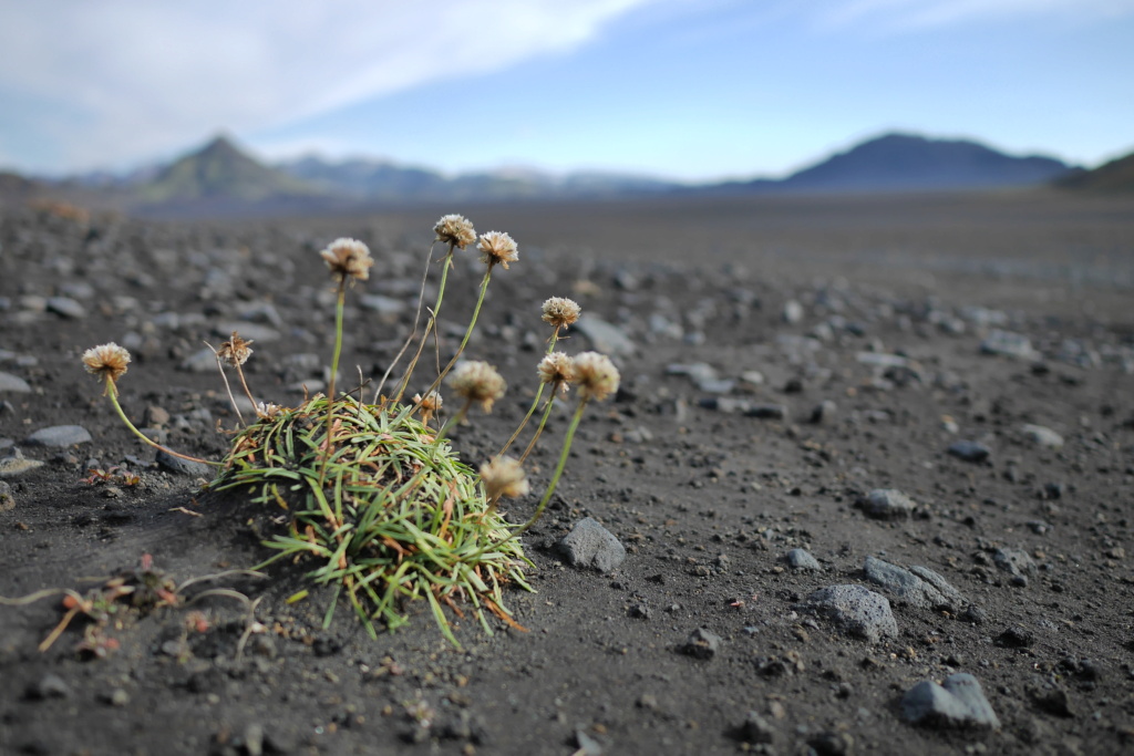 Islande 2022 P1130711