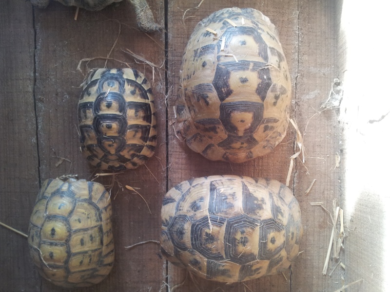 De quelle espèce sont mes tortues? 20130118