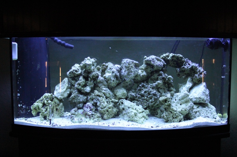 My 72-gal Bowfront DT Img_4612