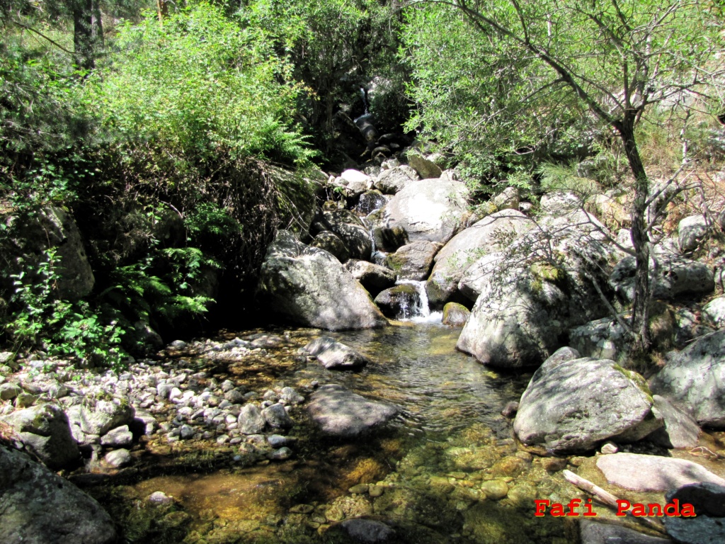 20210725 - TEJO DEL BARONDILLO 03654