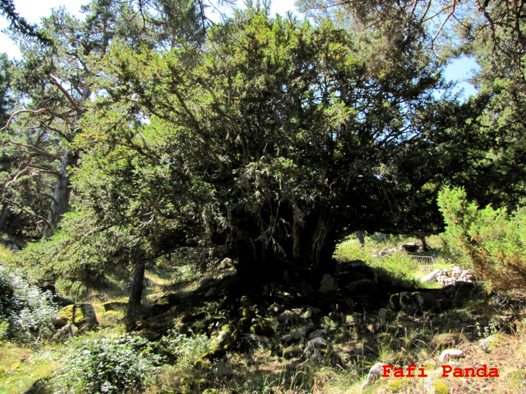 20210725 - TEJO DEL BARONDILLO 03952