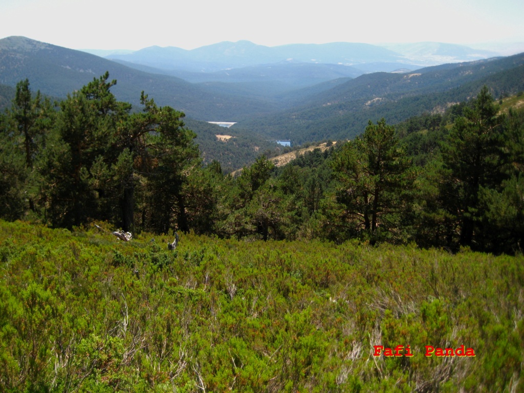 20220806 - LA PINAREJA Y LA PEÑA DEL OSO 04769