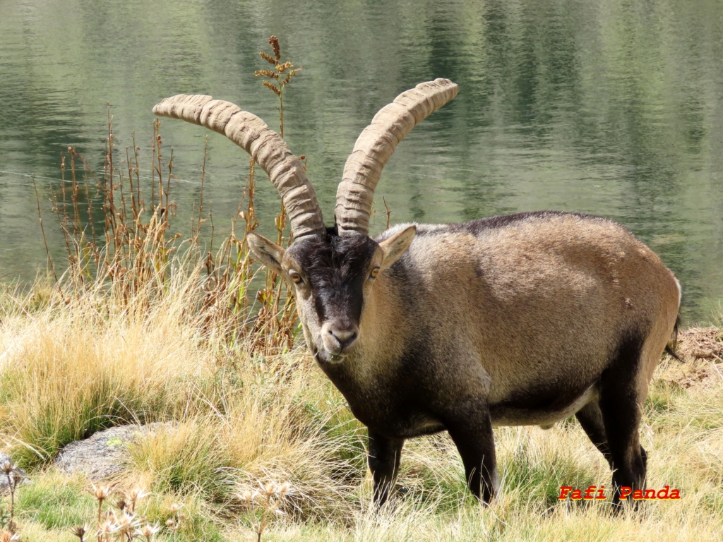 20230919 - CIRCO DE GREDOS 257410