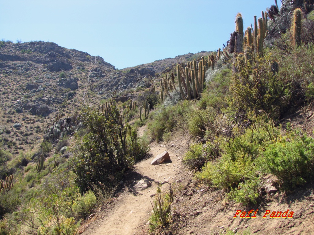 20221222 - CHILE - ALTO DEL NARANJO Img_4913