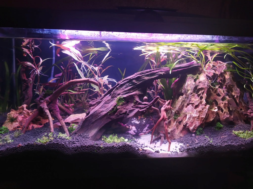 aquarium - Problèmes avec les plantes de mon aquarium 110