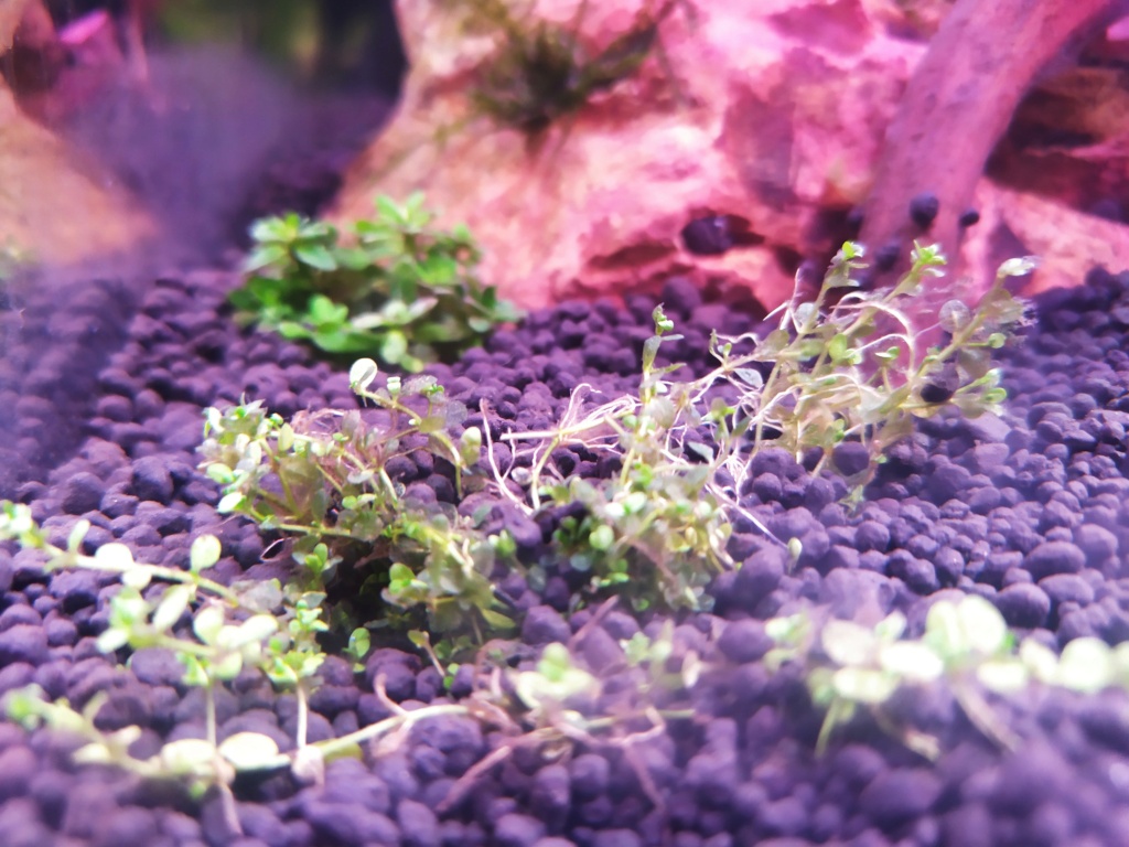 Problèmes avec les plantes de mon aquarium 210