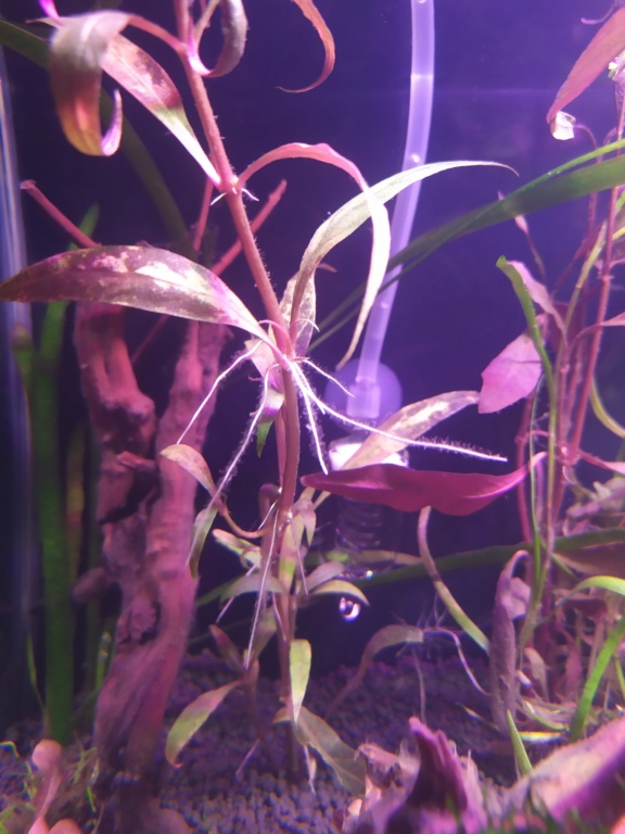 Problèmes avec les plantes de mon aquarium 310