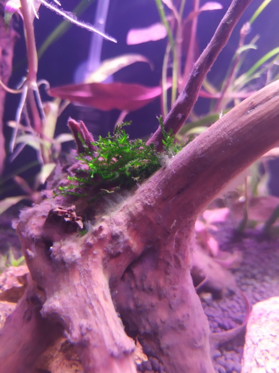 Problèmes avec les plantes de mon aquarium 611