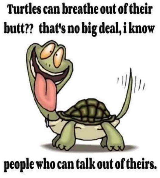 I only pass 'em on.... - Page 40 Turtle10