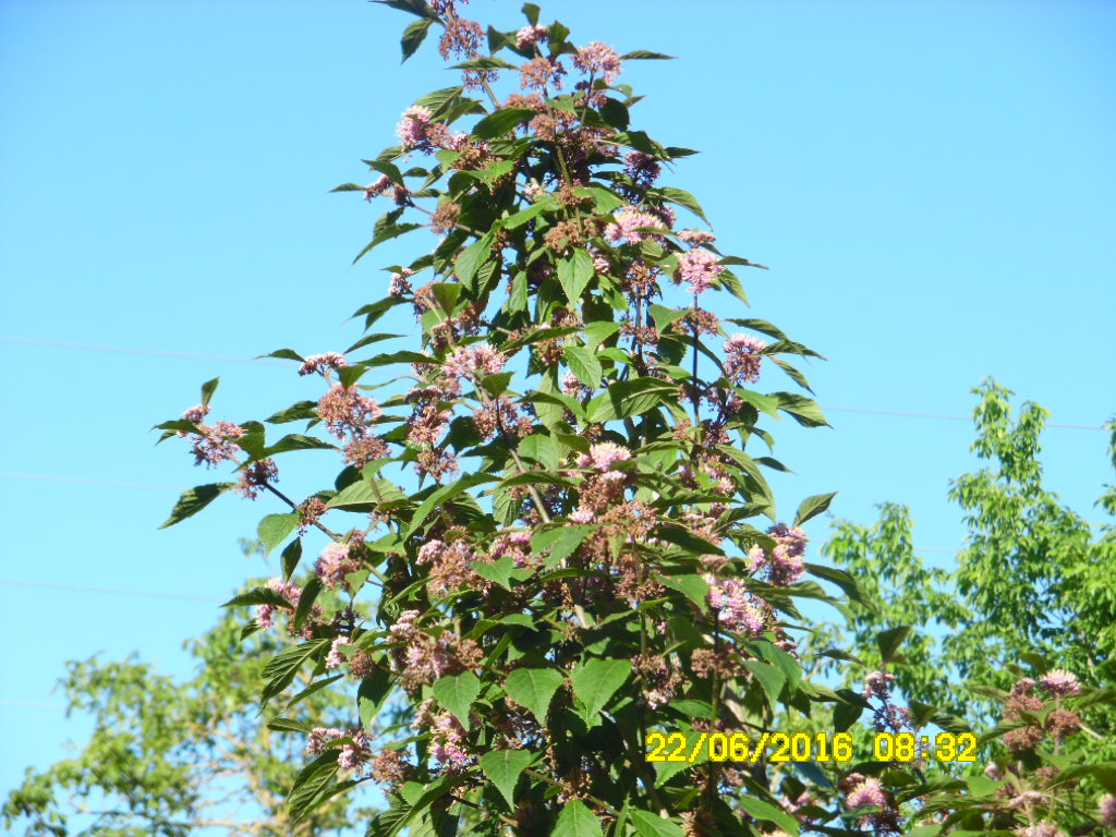 plante a identifier  665.......Résolu    Callicarpa 'Beautyberry'! Sam_0617