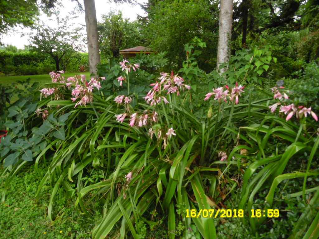 crinum powellii - Page 2 Sam_2110