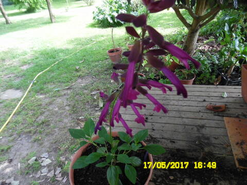 plante a identifier 1307 /// Salvia 'Gogo Purple'