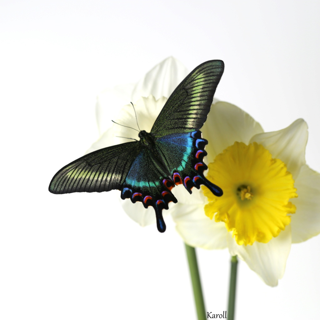 Papilio maackii Img_1610