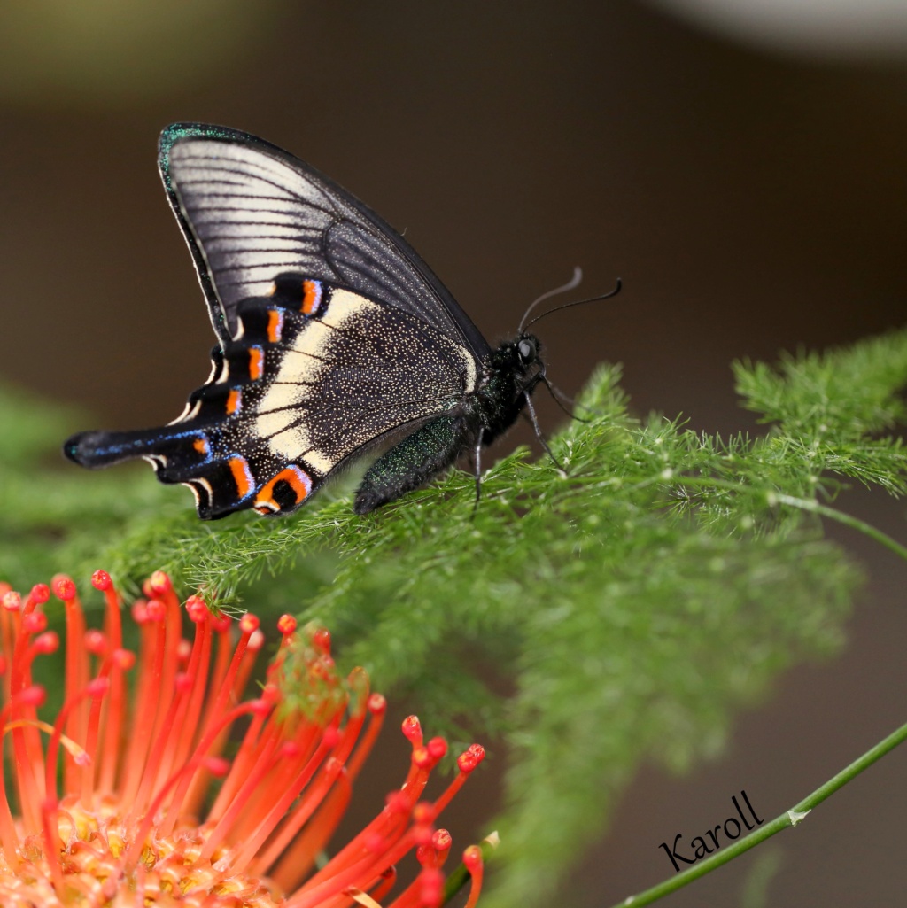 Papilio maackii Img_1810