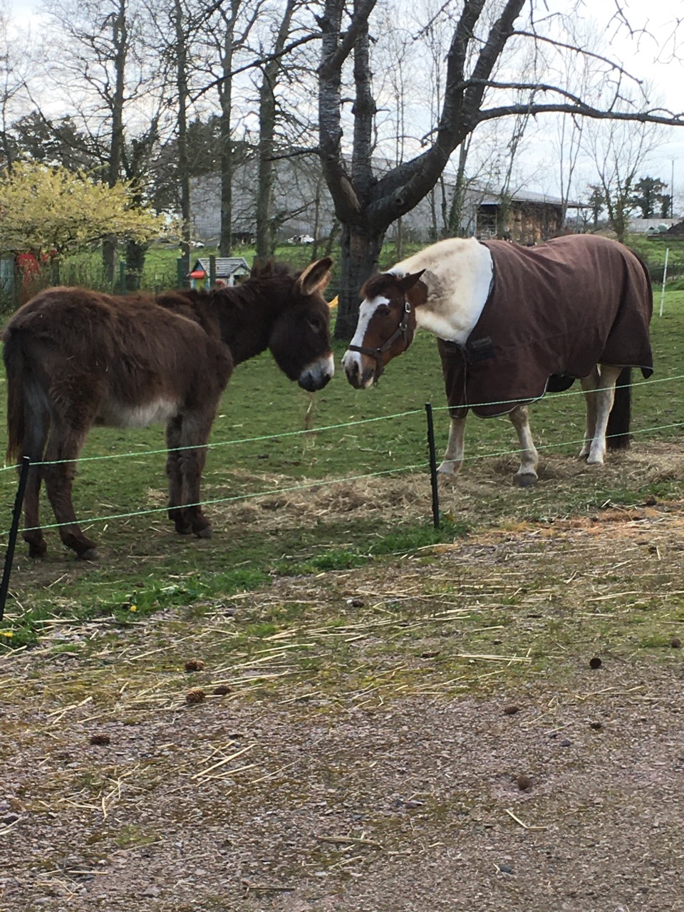 (Dpt 76)JAGGER, âne né en 2018 à adopter - Page 2 Img_4511