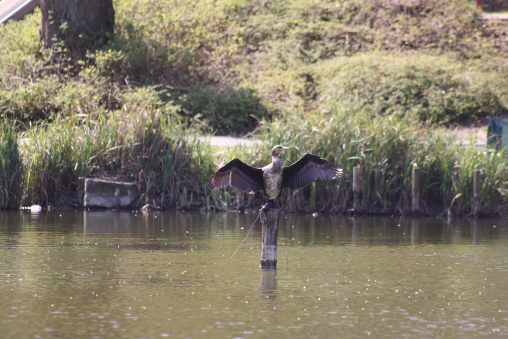 Heute am "Lake Seiler"  - Seite 3 Img_6820