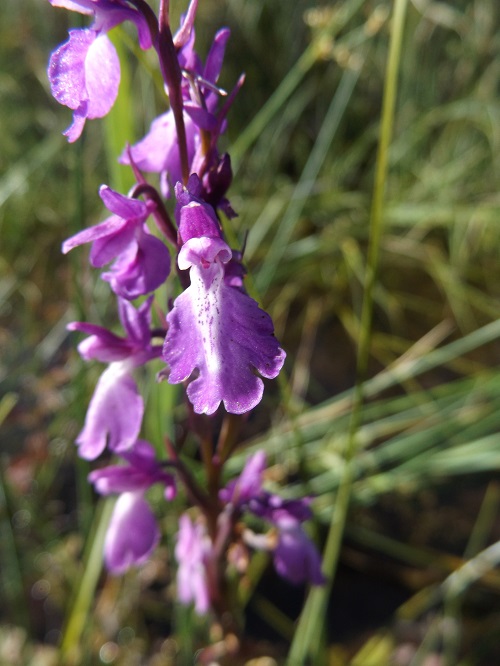 anacamptis palustris Dscf8311