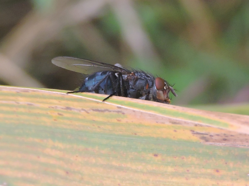 [Calliphora vicina] ? Callip12