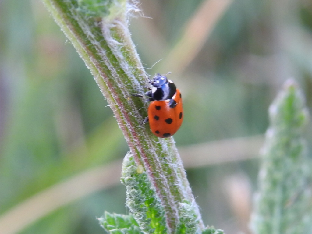 Coccinelle inconnue Rscn0027