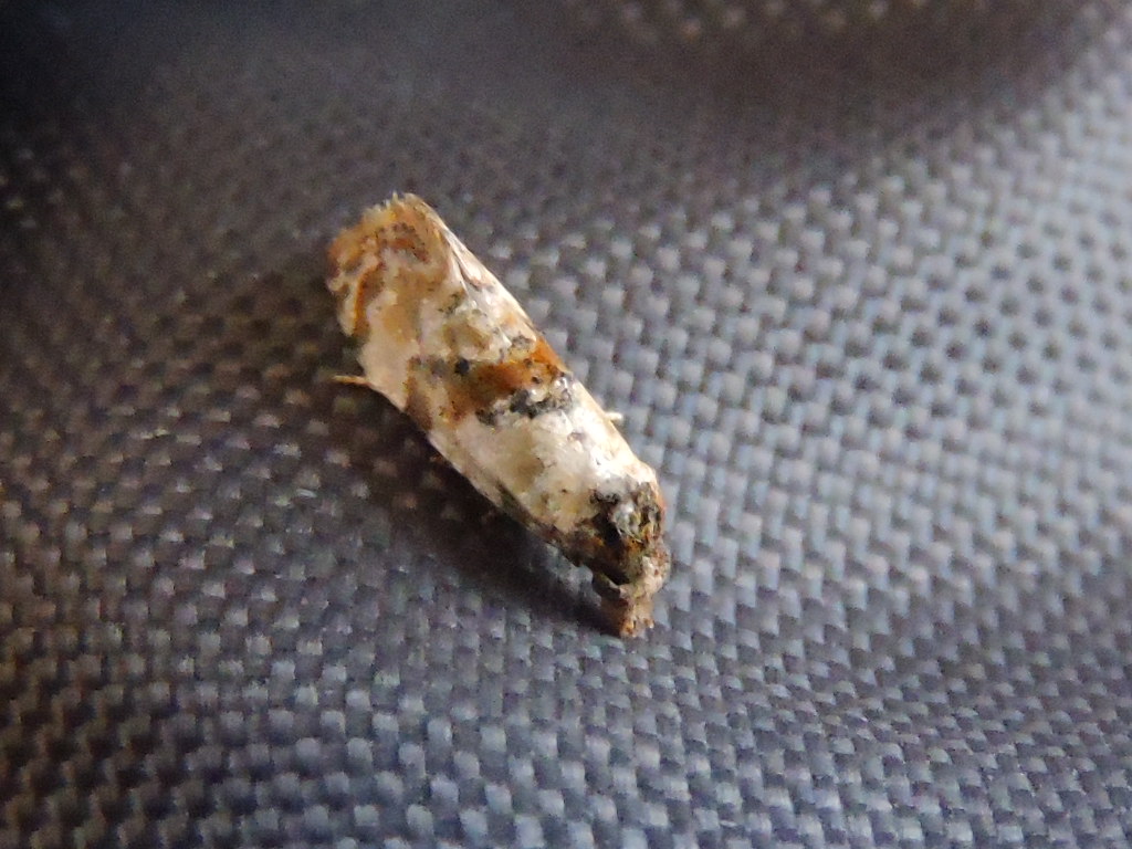 Cochylis molliculana ? Rscn0312